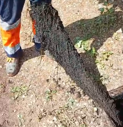 LIMPIEZA DE RAICES